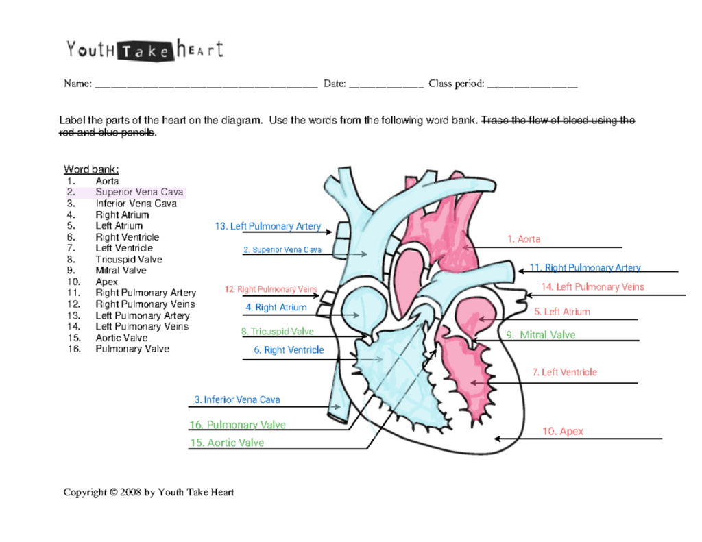 Labeled heart anatomy worksheet with colored diagram
