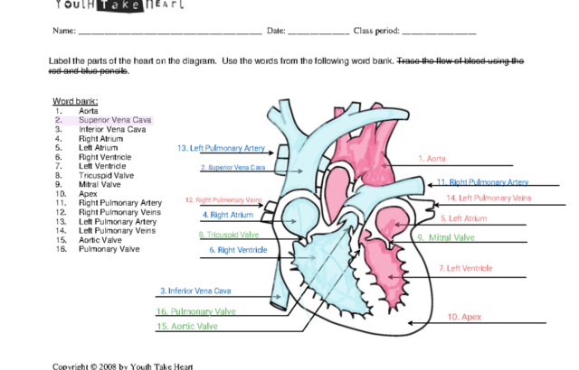 Labeled heart anatomy worksheet with colored diagram