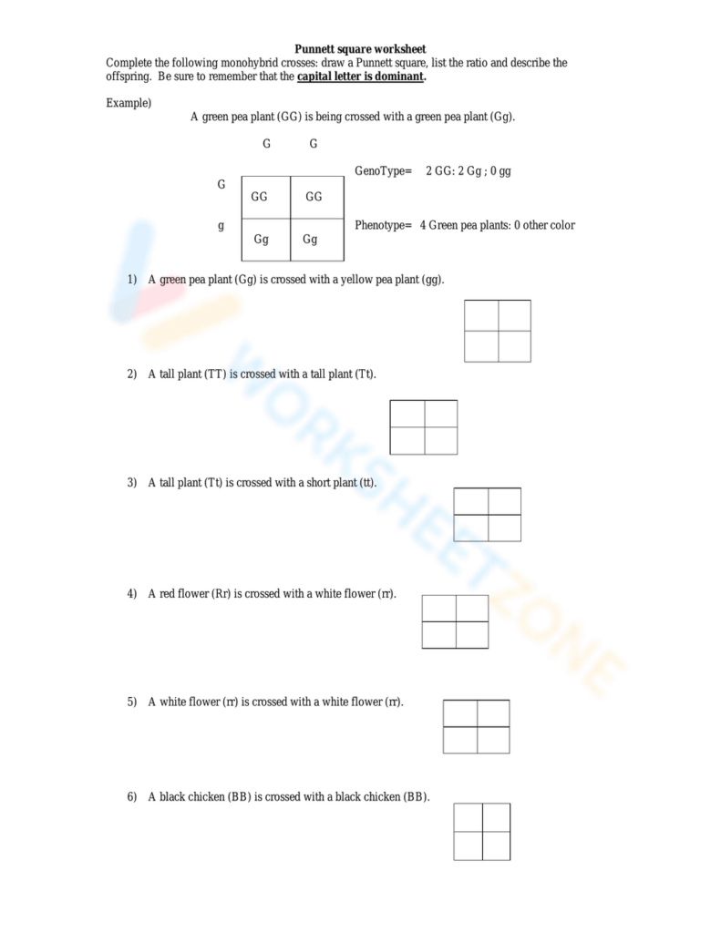 Punnett square genetics worksheet with empty boxes